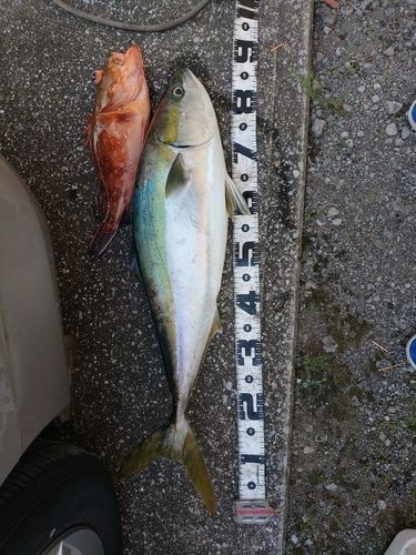 ブリの釣果