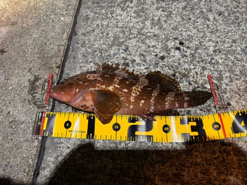 アコウの釣果