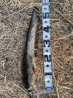 ナマズの釣果