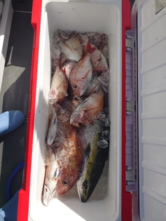 マダイの釣果