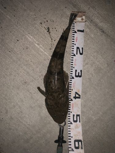 マゴチの釣果