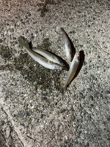 キスの釣果