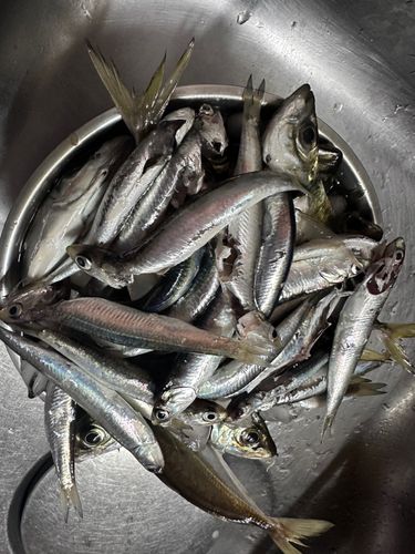 アジの釣果