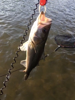 スズキの釣果