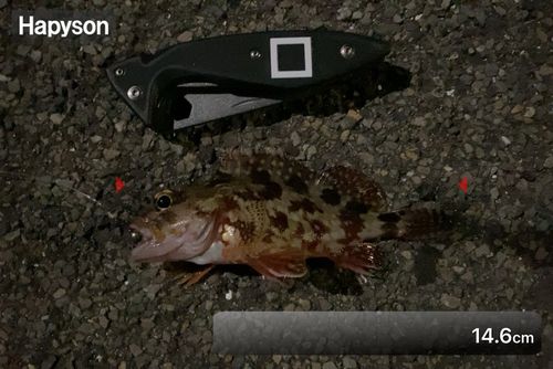 カサゴの釣果