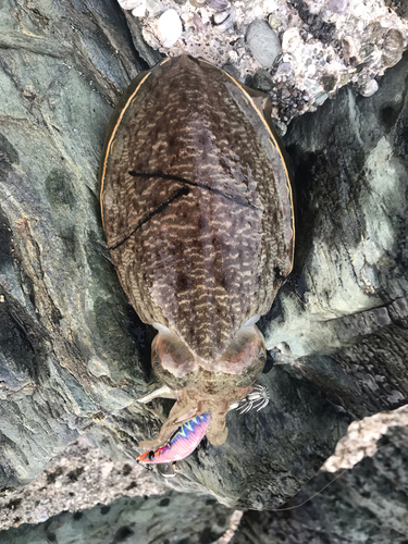 コウイカの釣果