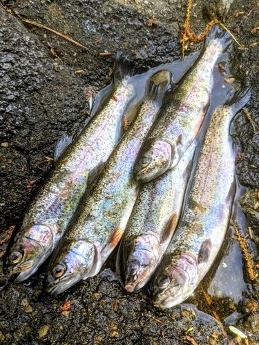 ニジマスの釣果