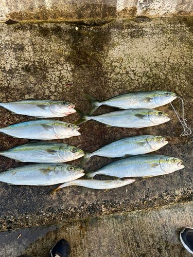 ワカシの釣果