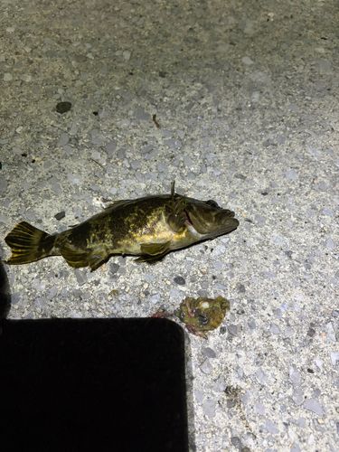 タケノコメバルの釣果