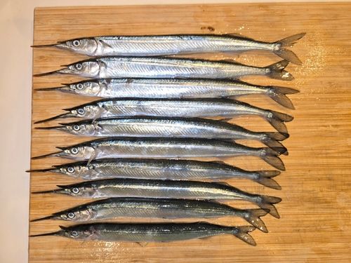 サヨリの釣果