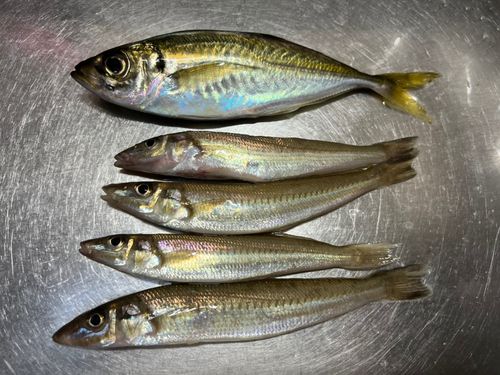 キスの釣果