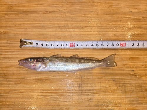シロギスの釣果