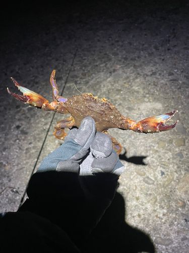 イシガニの釣果