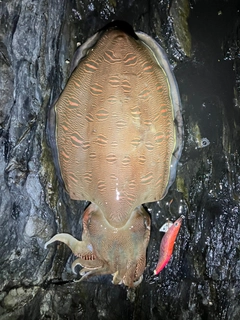 モンゴウイカの釣果