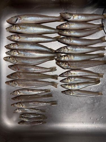 キスの釣果