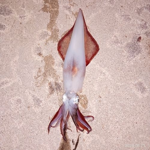 ケンサキイカの釣果