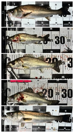 シーバスの釣果