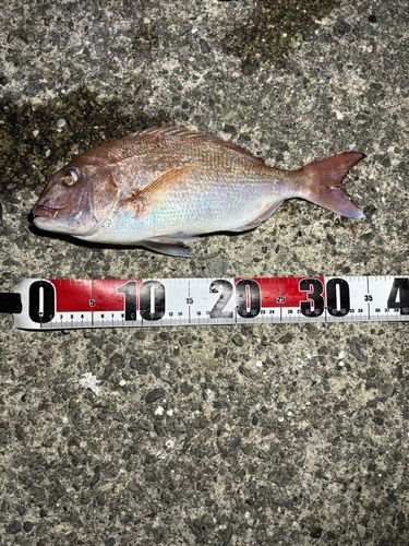 マダイの釣果