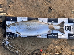 エゾメバルの釣果