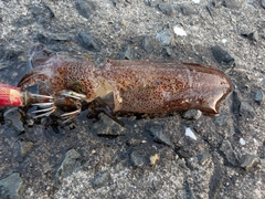 ジンドウイカの釣果