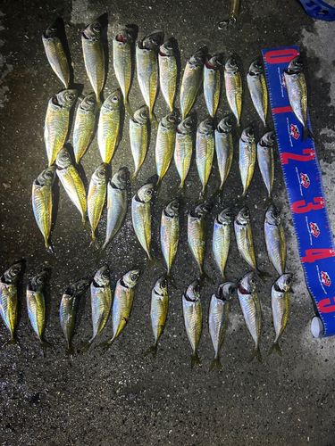 アジの釣果