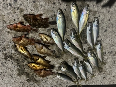 アジの釣果