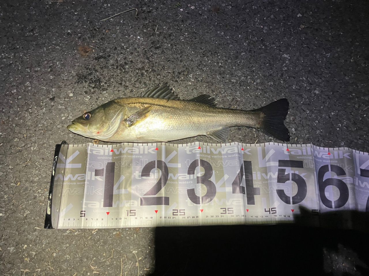 DAIWA 21ラブラックス AGS 100MLの最安値・インプレ・釣果 | 本音の