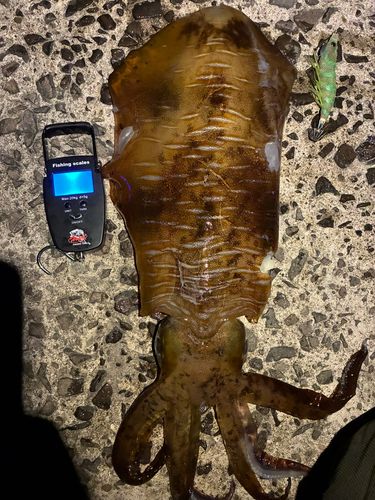 アオリイカの釣果