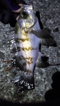 メバルの釣果