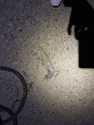 ヤリイカの釣果