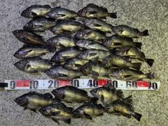 メバルの釣果
