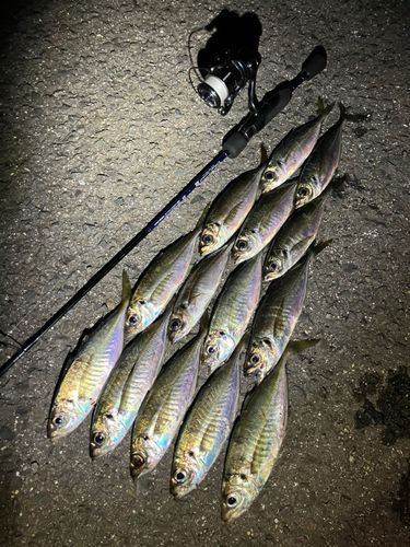 アジの釣果