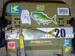 マアジの釣果