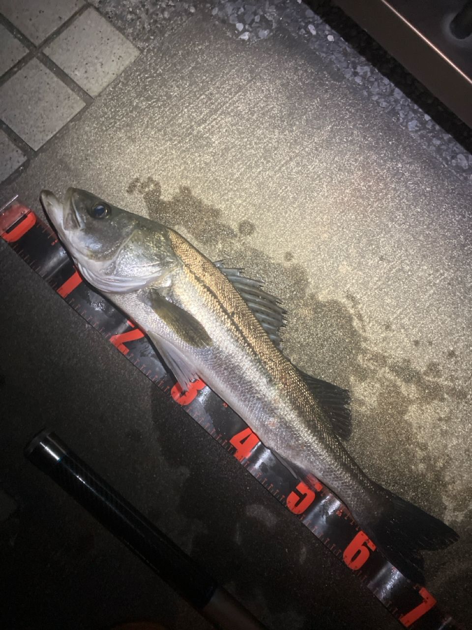 SHIMANO ディアルーナ MB S900ML-4の最安値・インプレ・釣果 | 本音の