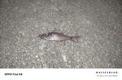 ネンブツダイの釣果