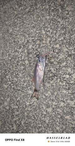 ネンブツダイの釣果