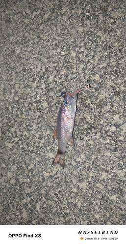 ネンブツダイの釣果