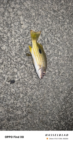 ニセクロホシフエダイの釣果