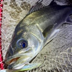 フッコ（マルスズキ）の釣果