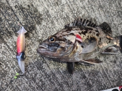 ムラソイの釣果