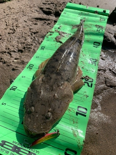 マゴチの釣果