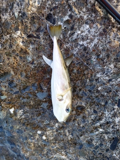 シロサバフグの釣果