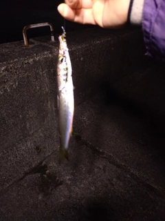 カマスの釣果