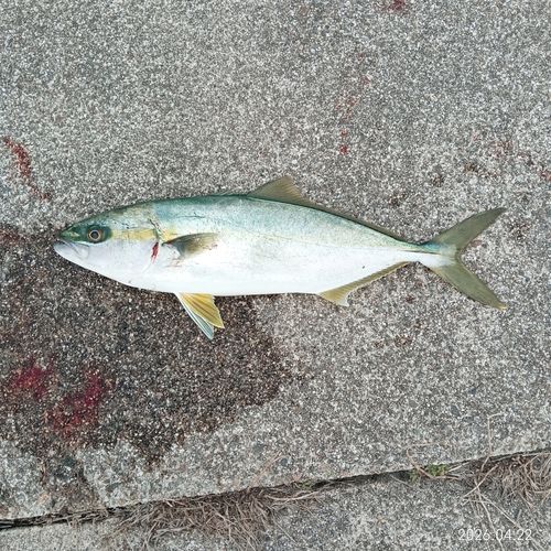 フクラギの釣果