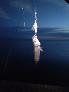 マアジの釣果