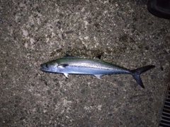 サゴシの釣果