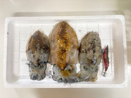 コウイカの釣果