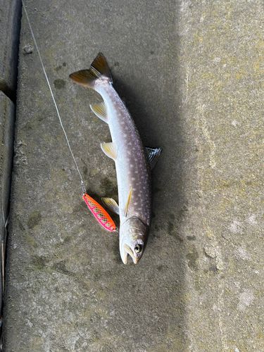 アメマスの釣果
