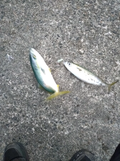 ツバイソの釣果
