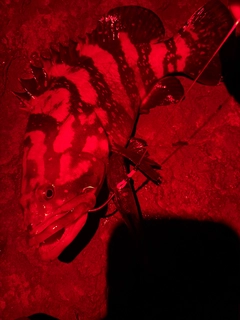 クエの釣果